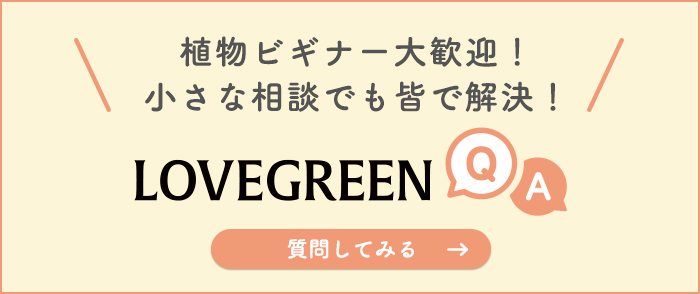 アブラムシの発生原因と生態とは 手軽に試してみたい9つの駆除方法 Lovegreen ラブグリーン