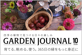 茉莉花（マツリカ）の育て方・栽培方法 | LOVEGREEN(ラブグリーン)