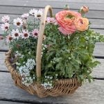 プロトリーフ二子玉川本店 写真撮影 垂井愛さん