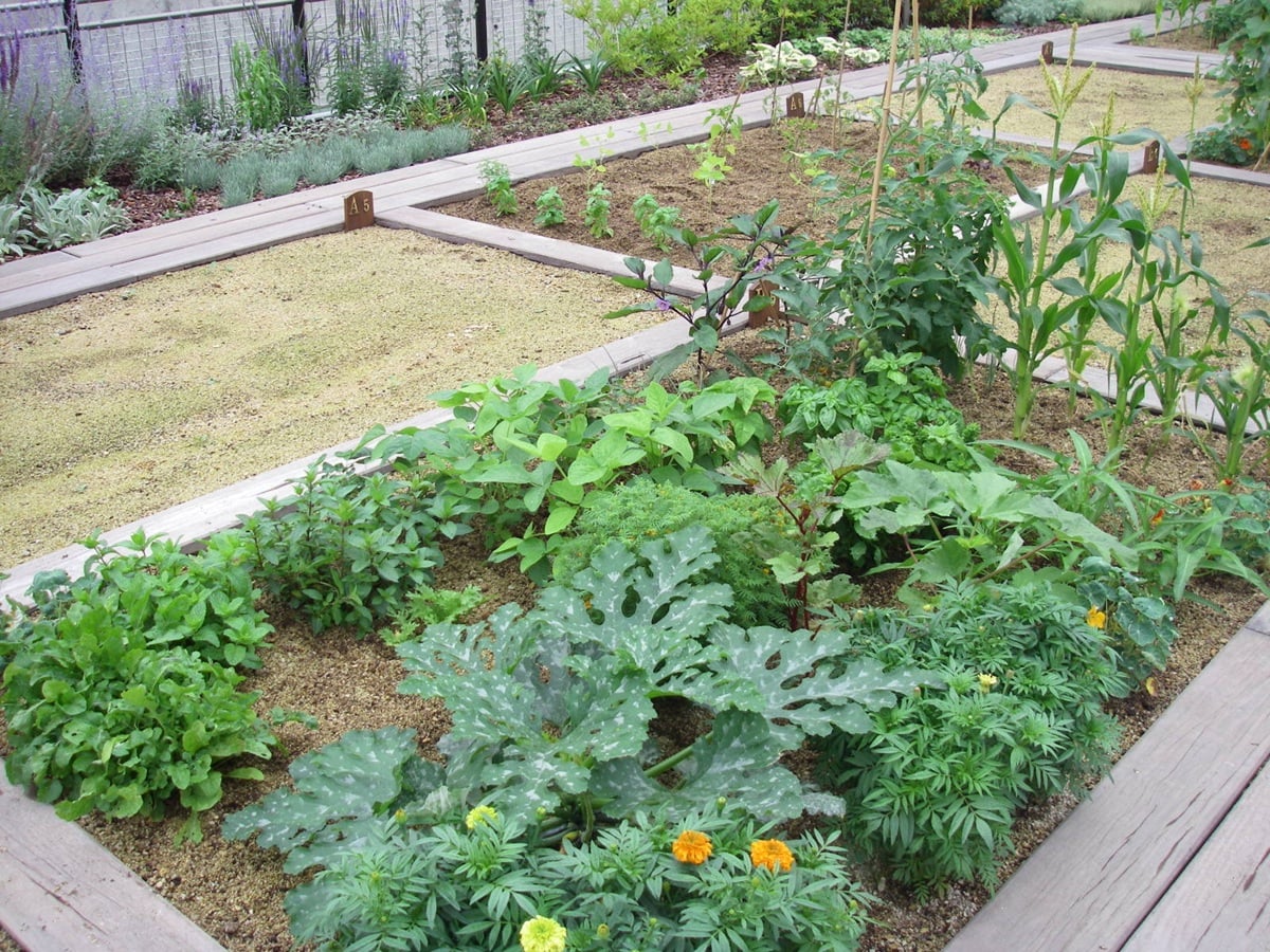 アグリス成城に聞いた！ 家庭菜園で「初心者におすすめの夏野菜」と「少しコツがいる夏野菜」
