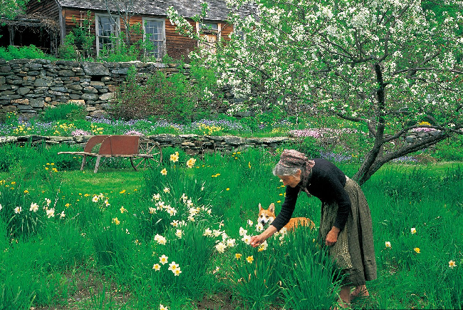 ターシャのお庭に咲いていた花 クレマチス Lovegreen ラブグリーン