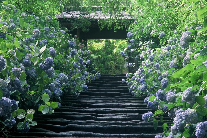 去镰仓看紫阳花吧 想去一次的4个景点 爱花园
