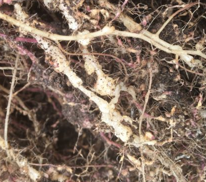 ネコブセンチュウに侵された根  根の部分に大小のこぶのようなものが出来ています。これは、ミニトマトやキュウリ、ナスなどのナス科に発生しやすいネコブセンチュウかもしれません。