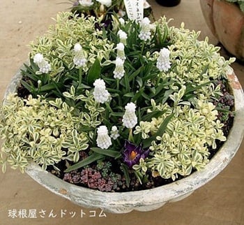 球根屋さんドットコムの写真　井上まゆ美さん