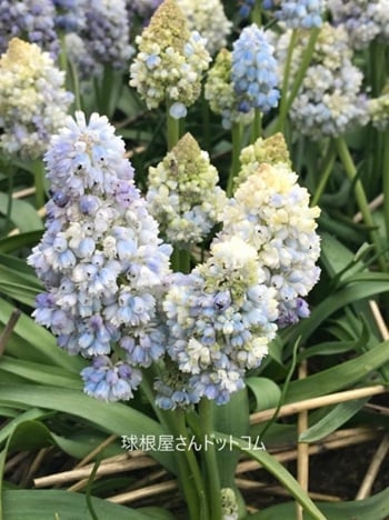 球根屋さんドットコムの写真 井上まゆ美さん