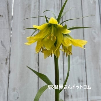 球根屋さんドットコムの写真　井上まゆ美さん