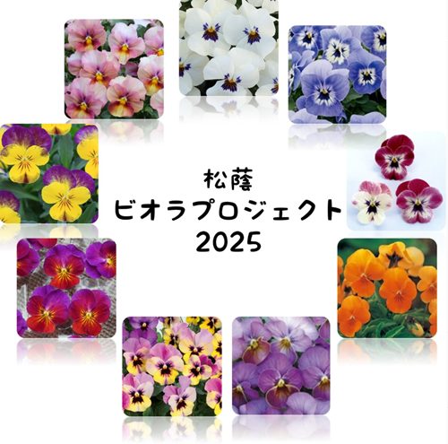 松蔭ビオラプロジェクト　 松蔭花田ゼミ