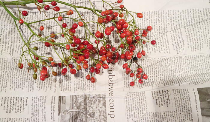 前田有紀の一“花”言vol.3「野バラの実」～赤い実をクリスマススワッグに取り入れよう！  LOVEGREEN(ラブグリーン)