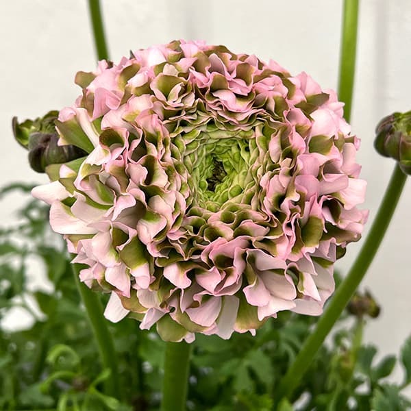 園芸ネットラナンキュラス【2-10】ポンポン(キャンディ)