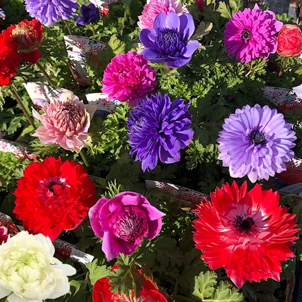 園芸ネットアネモネ【1-10】凛々花（リリカ）