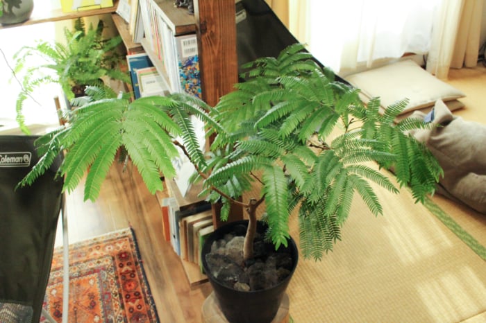 イエソト空間の達人たち＿このやさん