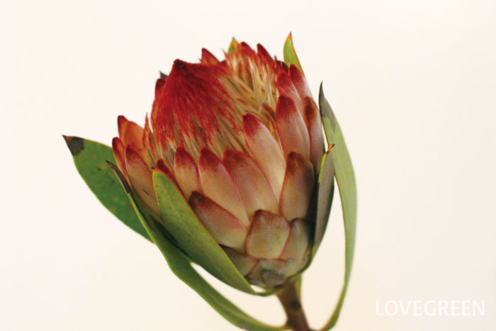 南アフリカ共和国の国花でもあるプロテア。とても大きく存在感のある花姿です。その品種はとても多く、色も形も様々。よくドライフラワーにも使用されます。  色はピンク、黄、橙、赤など。形も様々で見る人を楽しませてくれます。存在感のある花姿なので、１輪でも絵になります。