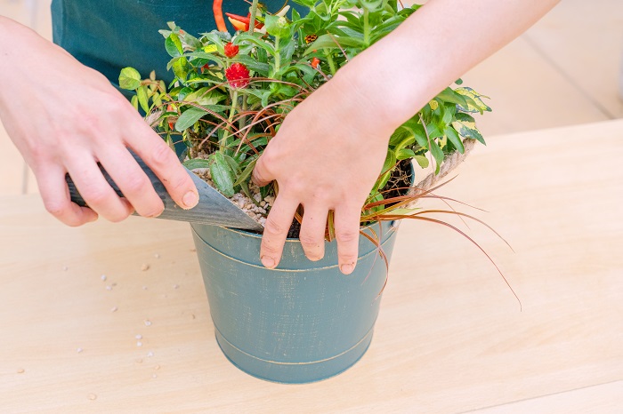 仕上げの土入れは、苗と苗の間に入れ忘れがないか、根を傷つけないように気を付けながら指で押してチェックします。
