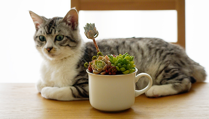 Instagram読者投稿 植物とペット かわいいペットと植物をご紹介 Lovegreen ラブグリーン