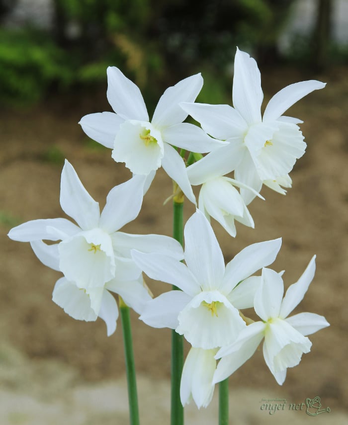 園芸ネットに聞く｜秋植え球根の売れ筋ベスト10！