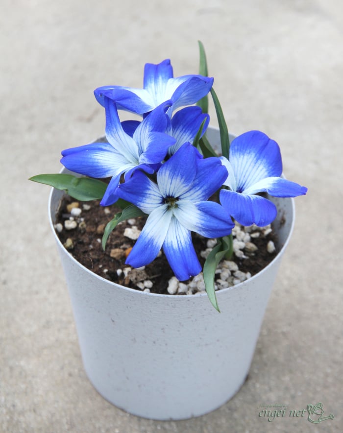 園芸ネットに聞く｜バイヤーおすすめ秋植え球根ベスト10！