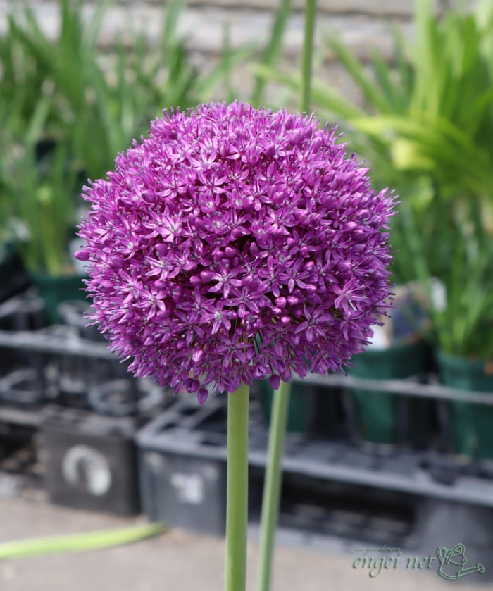 園芸ネットに聞く｜バイヤーおすすめ秋植え球根ベスト10！