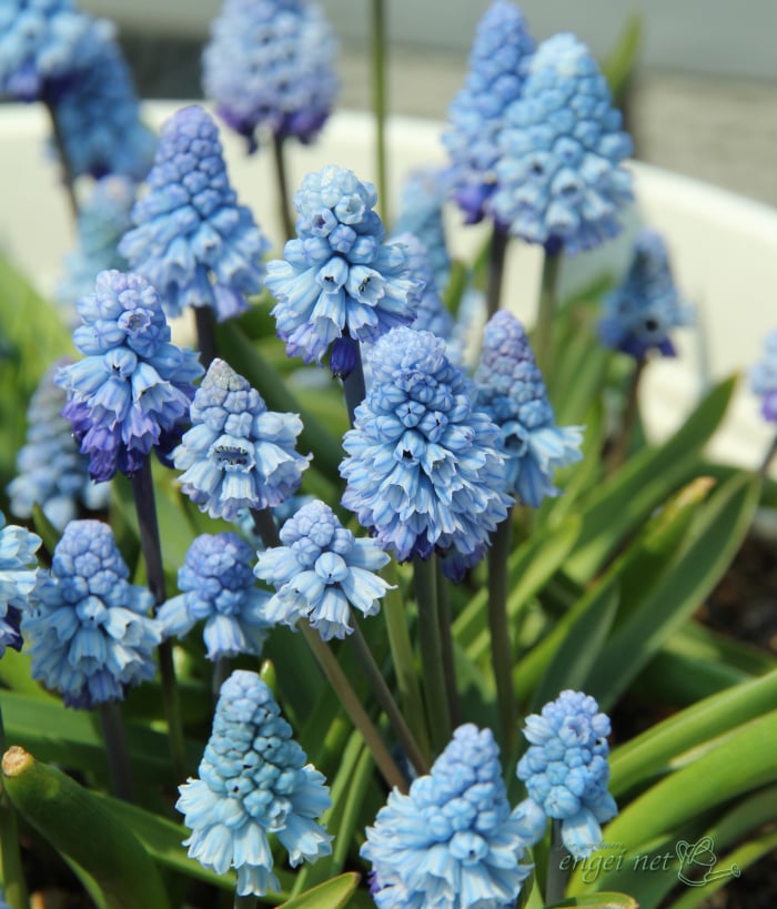 園芸ネットに聞く｜秋植え球根の売れ筋ベスト10！
