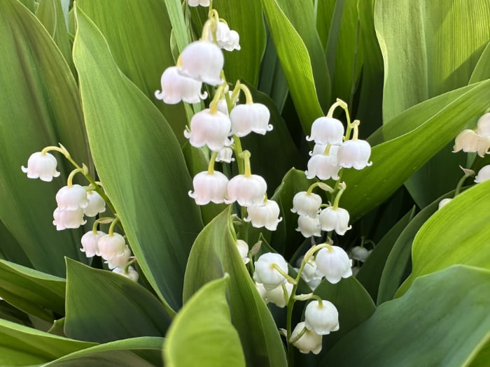園芸ネットに聞く｜バイヤーおすすめ秋植え球根ベスト10！