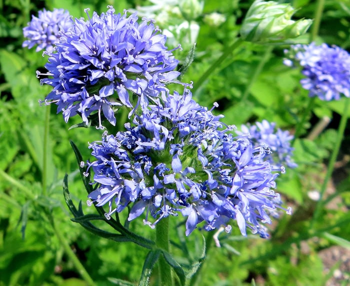 園芸ネットに聞く｜秋植え球根の売れ筋ベスト10！