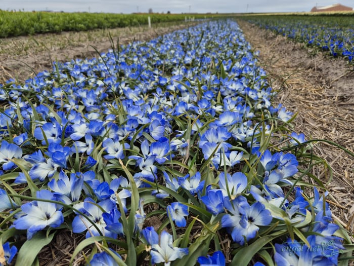 園芸ネットに聞く｜バイヤーおすすめ秋植え球根ベスト10！