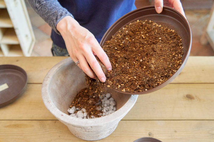 鉢に鉢底ネットを敷き、鉢底石を鉢の底が隠れる程度入れ、その上に培養土を入れます。培養土に、緩効性の固形肥料を適量混ぜておくと寄せ植えが長持ちするのでおすすめです。