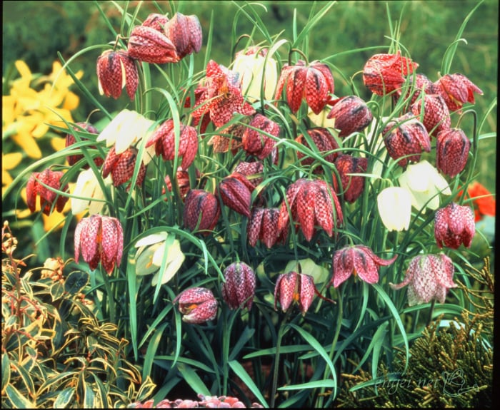 園芸ネットに聞く｜バイヤーおすすめ秋植え球根ベスト10！