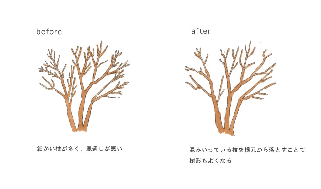 不要枝を落としても、まだこみ入っている枝があるスペースでは、全体の密度が均一になるように透かし剪定をしていきます。