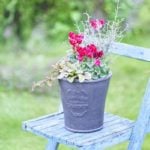 秋から春にかけて花を咲かせるシクラメンを、寒さに強く改良した品種をガーデンシクラメンといいます。花持ちが良く、長く楽しめるので初心者の寄せ植え作りにも最適です。今回はガーデンシクラメンを使った寄せ植えを、ガーデンセンターさにべるの間室みどりさんに教えてもらいました。