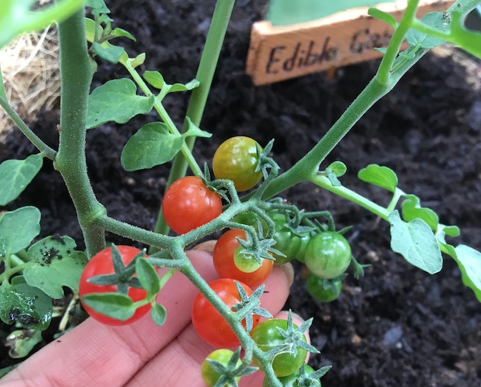 エディブルガーデン、家庭菜園、マイクロトマト