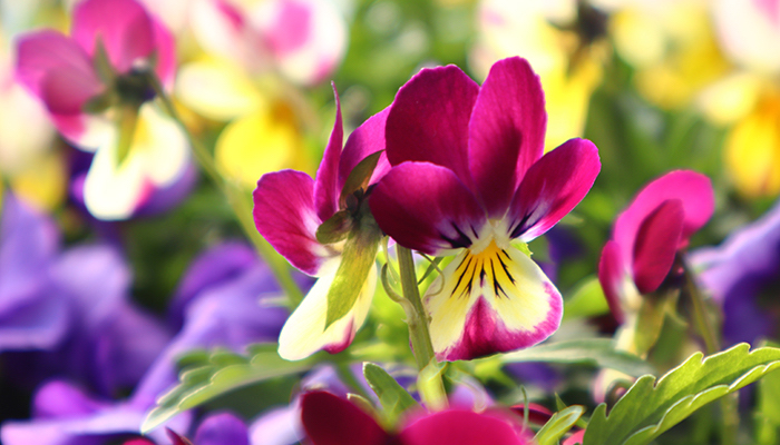 Instagram読者投稿 春の花さがし カラフルな花がはこぶ 待ちに待った春 Lovegreen ラブグリーン