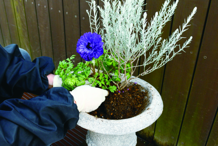 白い花ハーデンベルギアの寄せ植え - 日用品/インテリア