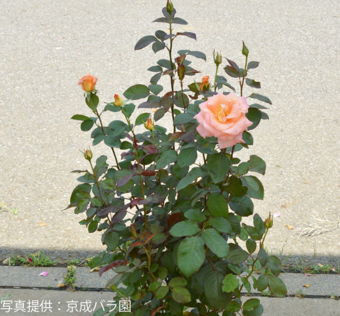 はじめてのバラの育て方 鉢植えのバラを育ててみよう Lovegreen ラブグリーン