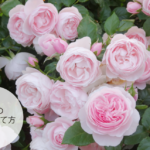 はじめてのバラの育て方～鉢植えのバラを育ててみよう～