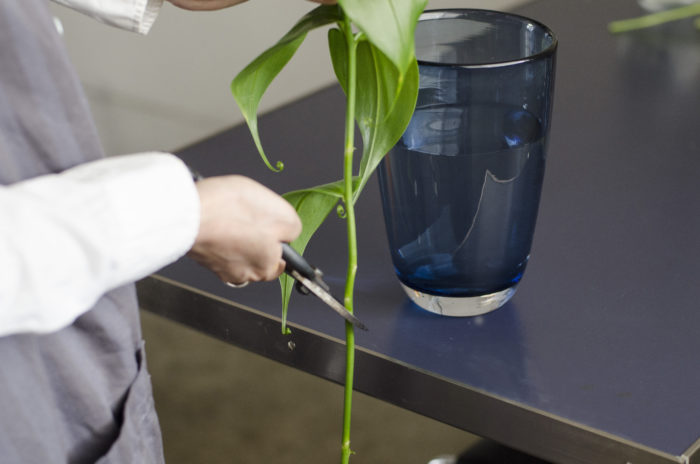 2、 生ける花瓶の約1.5倍の高さに花材はカット。水に浸かる下葉は取る。