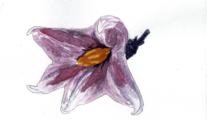 紫の濃い色合いが美しいナスの花ですね。このナスの花の雄しべと雌しべを観察することで、ナスの生育状態が分かります。
