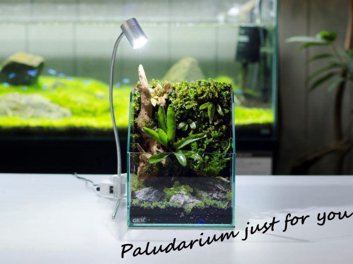 経験者に教わる パルダリウムの作り方 おすすめ植物や作った後の管理ポイントまで紹介 Lovegreen ラブグリーン