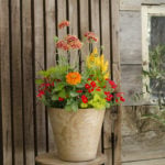 花の寄せ植えレッスン | 太陽に映えるビタミンカラーの寄せ植え