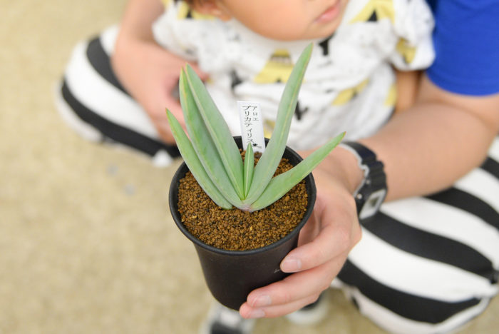 夏に負けない熱いイベント Tokyo Succulent Fes In Toc Handmade In Japan Fes 18 に潜入スナップ ９月号 Botapii Event Snap Lovegreen ラブグリーン