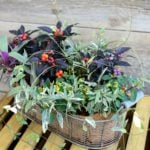 花の寄せ植えレッスン｜秋の宝石トウガラシの寄せ植え