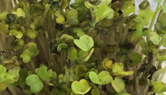 スプラウトの種をたくさん容器に入れ発芽させると密植状態に。この状態からさらに水を与えすぎると葉が溶け出します。