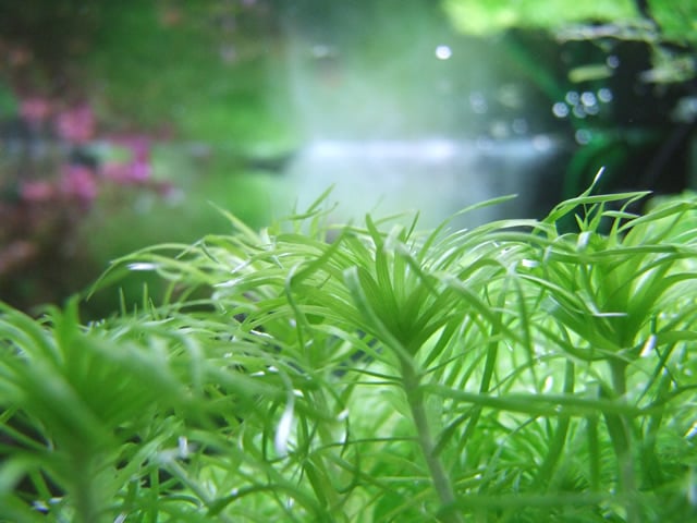 トニナSP
