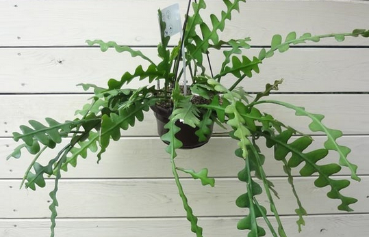 高いところから吊り下げて 吊るして育てたい観葉植物10選 Lovegreen ラブグリーン