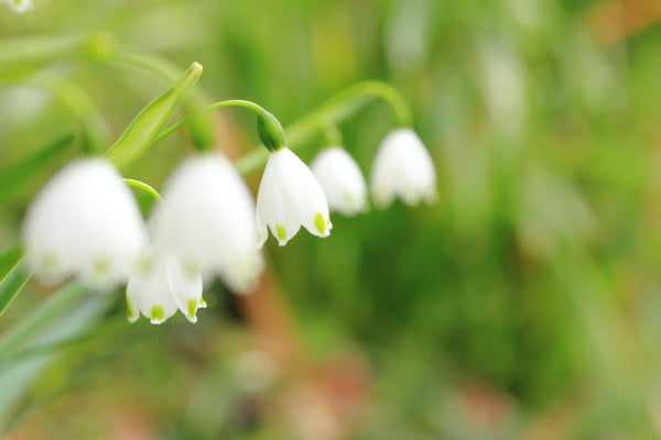 ロイヤリティフリー鈴蘭 水仙 花 言葉 美しい花の画像