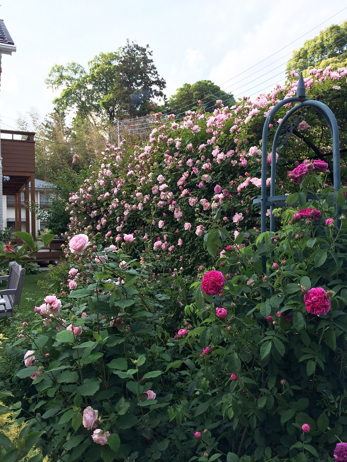RoseGarden1