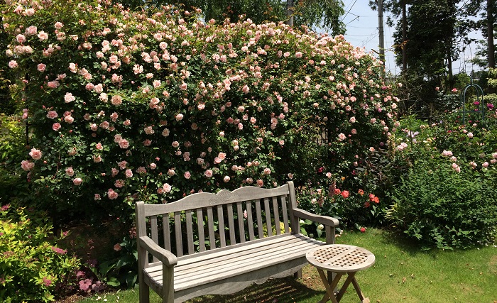 RoseGarden2