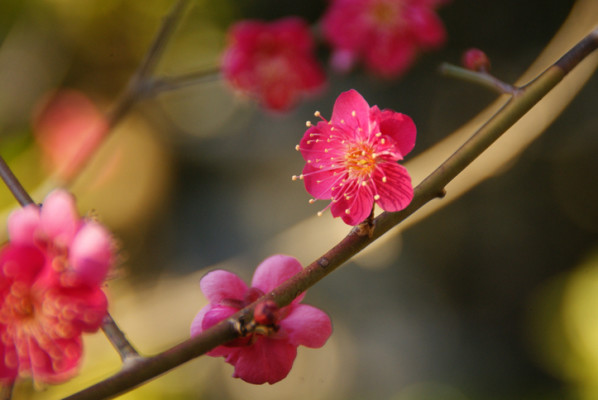 梅 ウメ の花言葉 種類 特徴 色別の花言葉 Lovegreen ラブグリーン