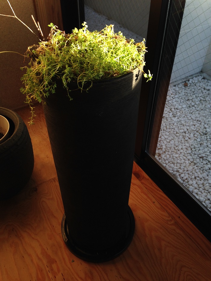 お気に入り植物