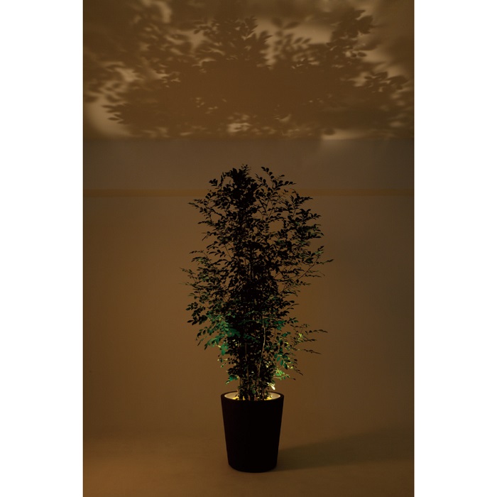 フォレスタリウム