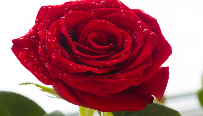 バラ 赤 ６月１日の誕生花 花言葉 由来 Lovegreen ラブグリーン